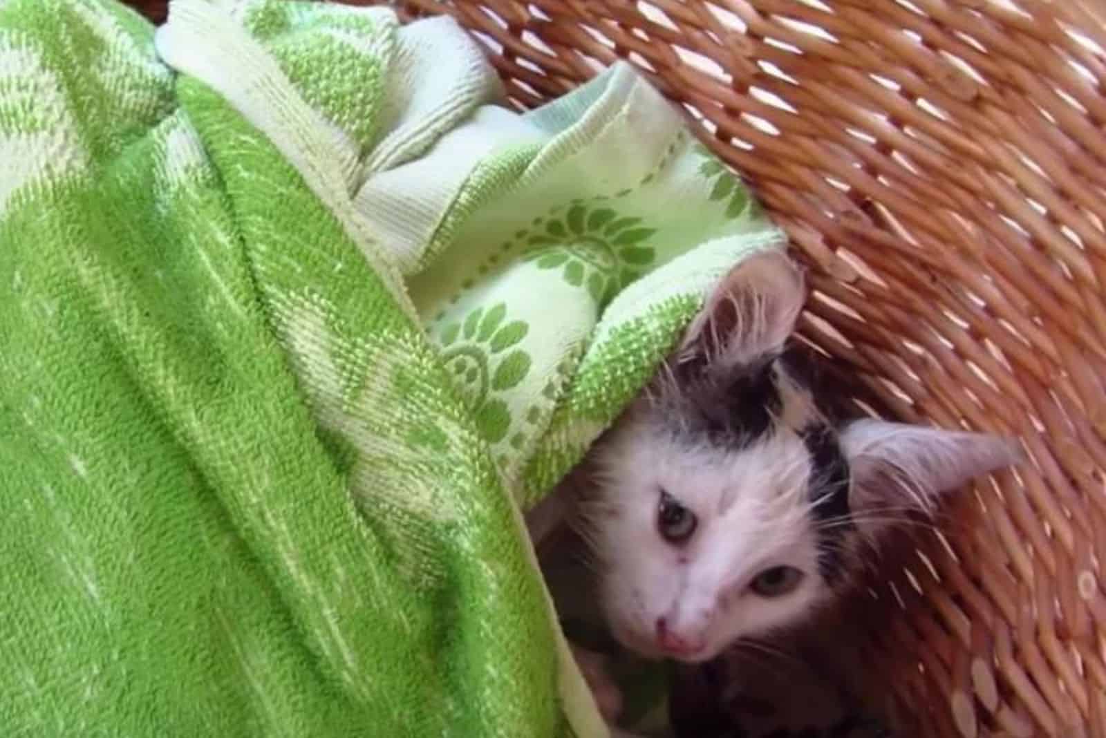 kitten laying in a basket