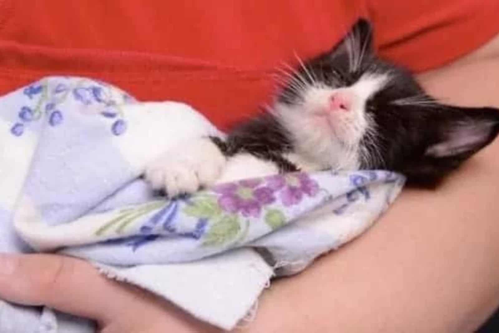 kitten sleeping in woman's arms