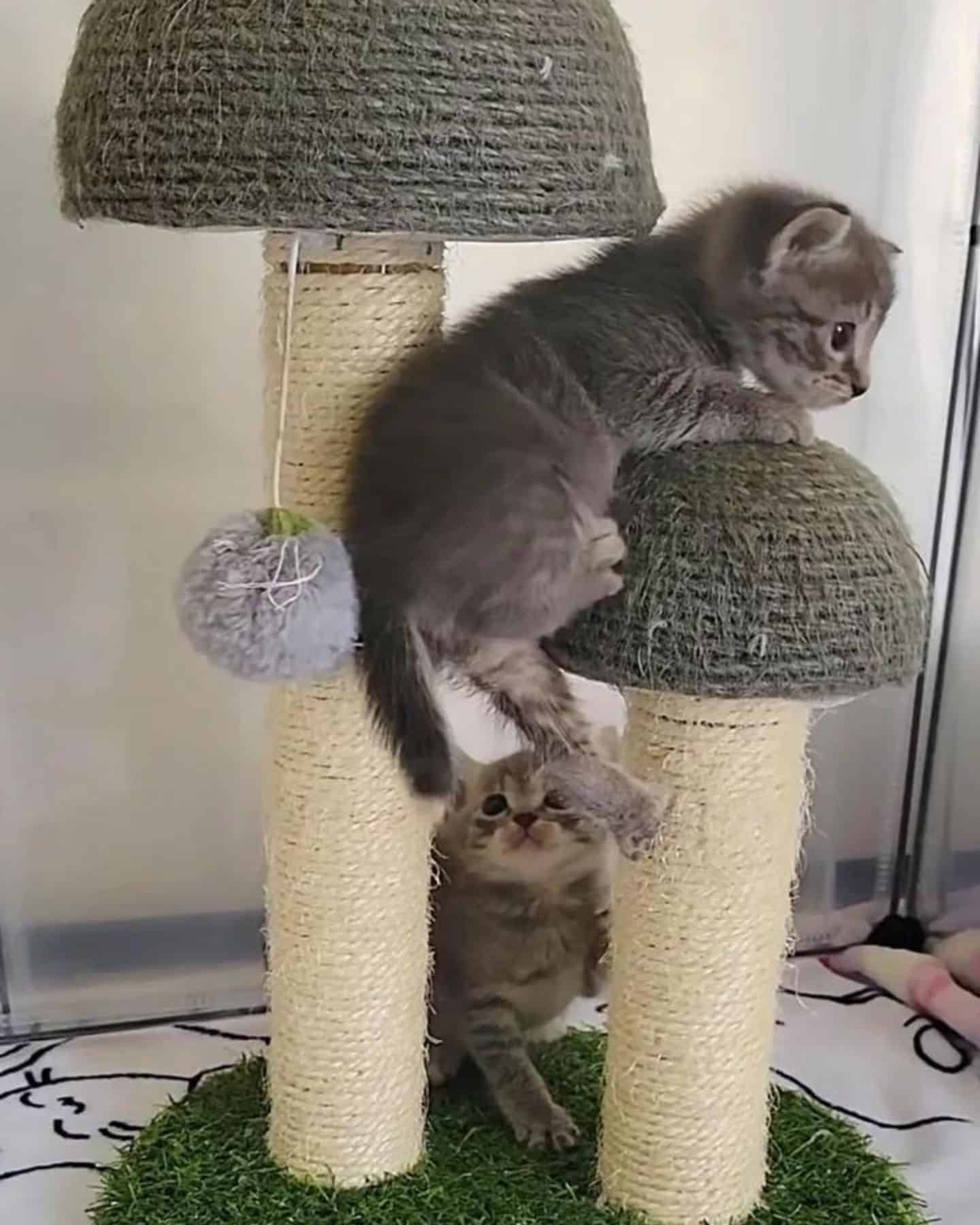 kittens climbing cat tower