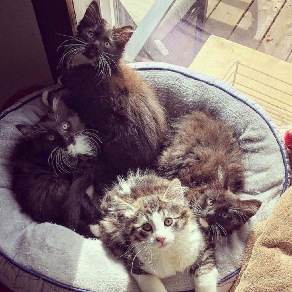 kittens lying on a pillow and posing for the camera