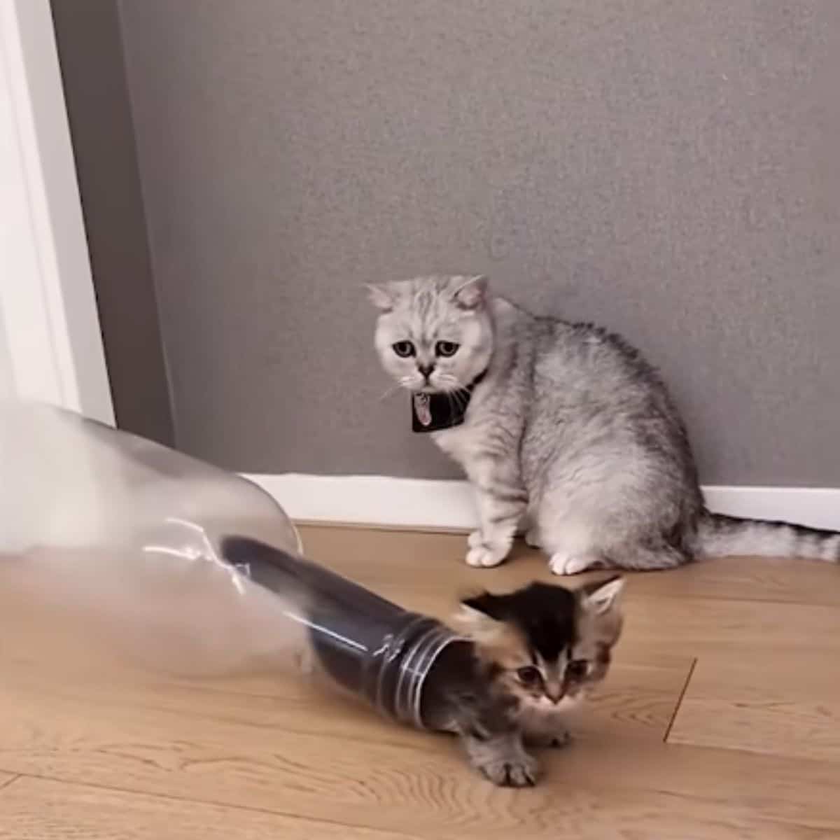 kitty playing with bottle while other watching