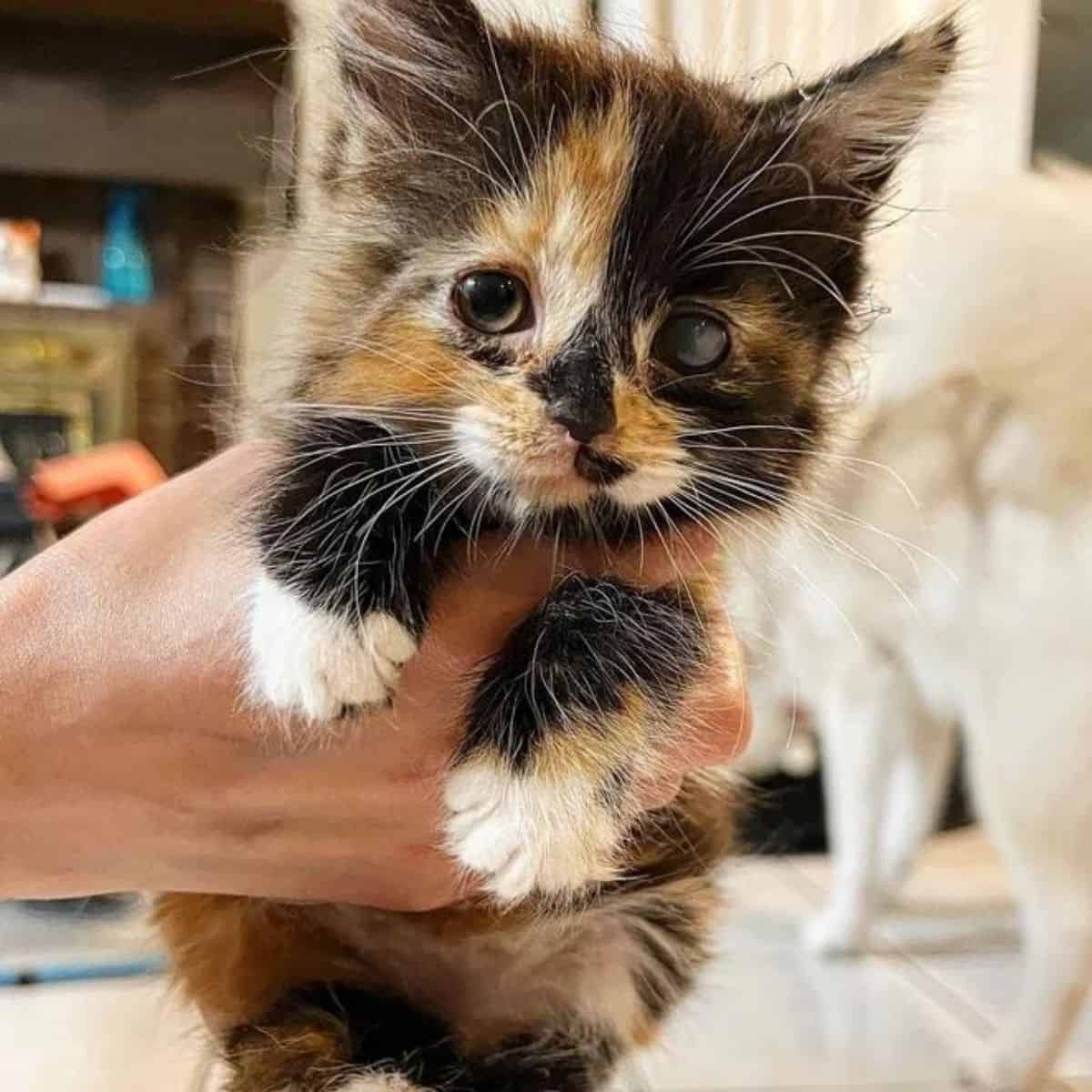 little calico kitten