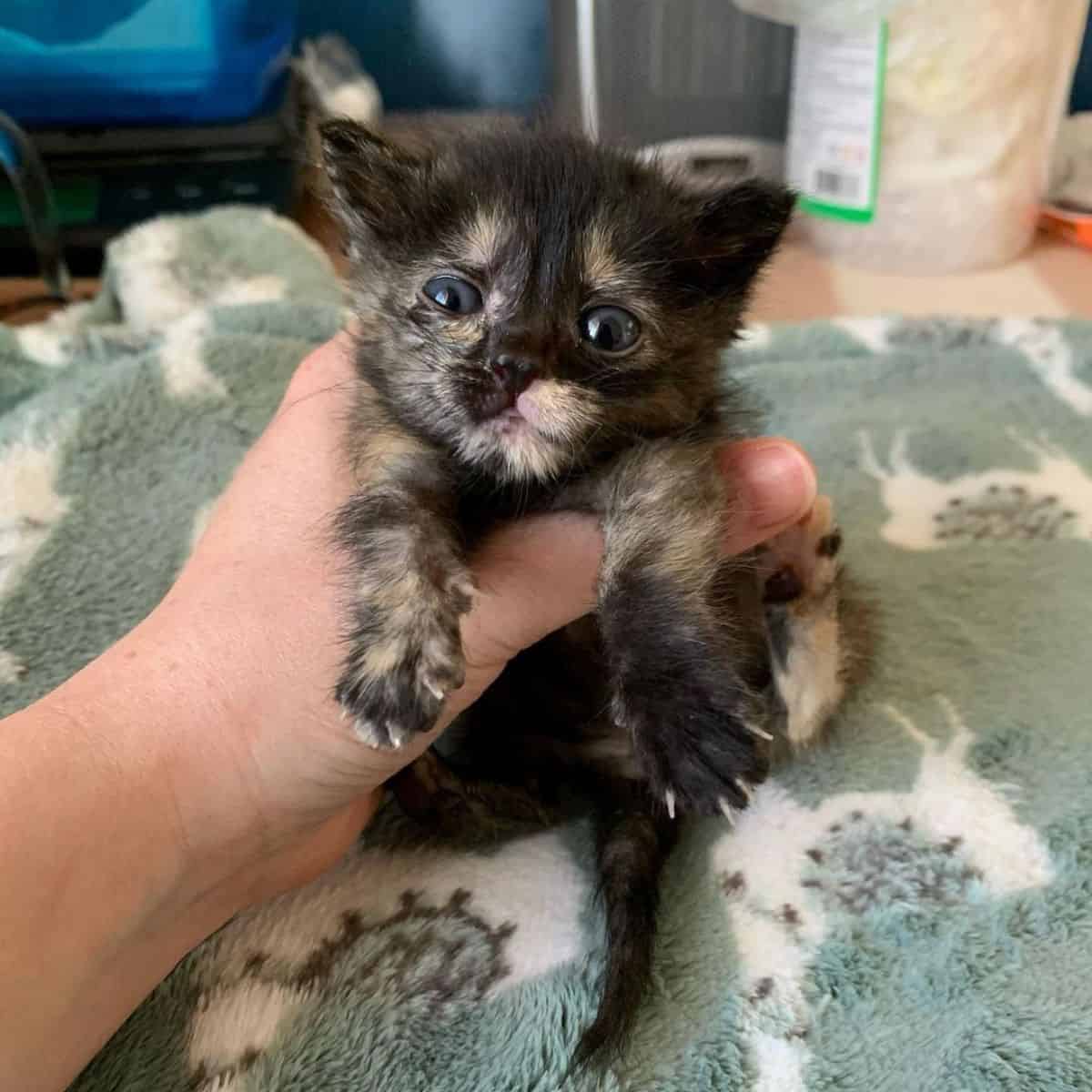little kitten being held