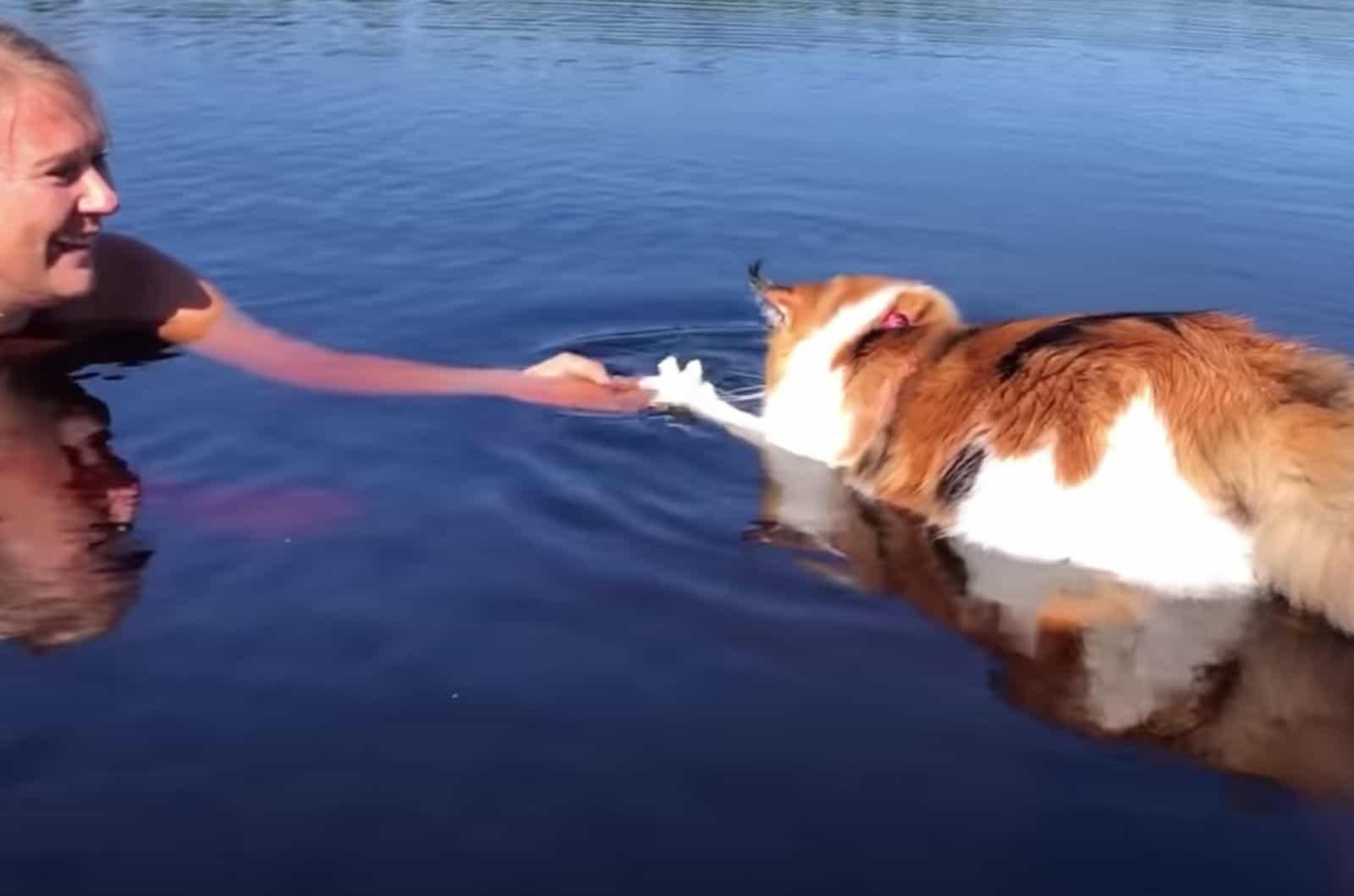 maine coon cat swimming towards her owner