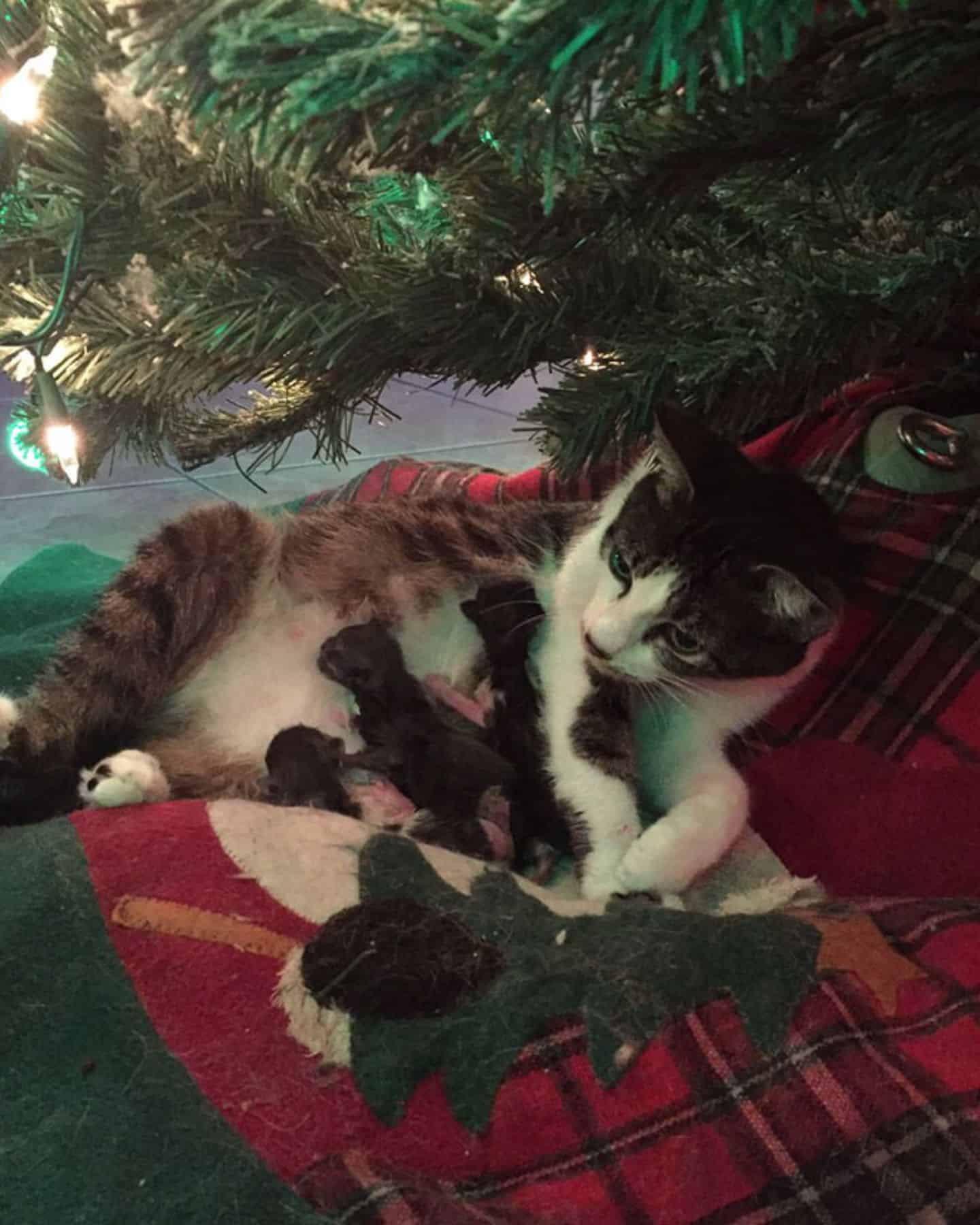 mama cat with kitten under the tree