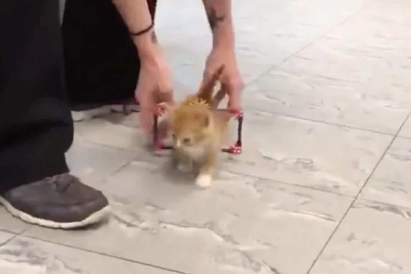 man helping a little kitten
