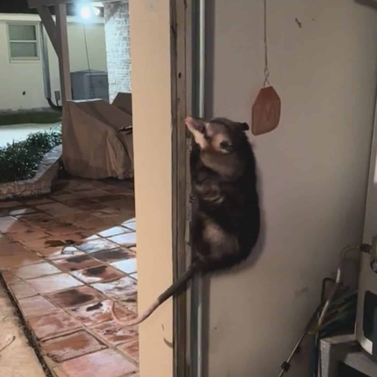 opossum standing on the wall