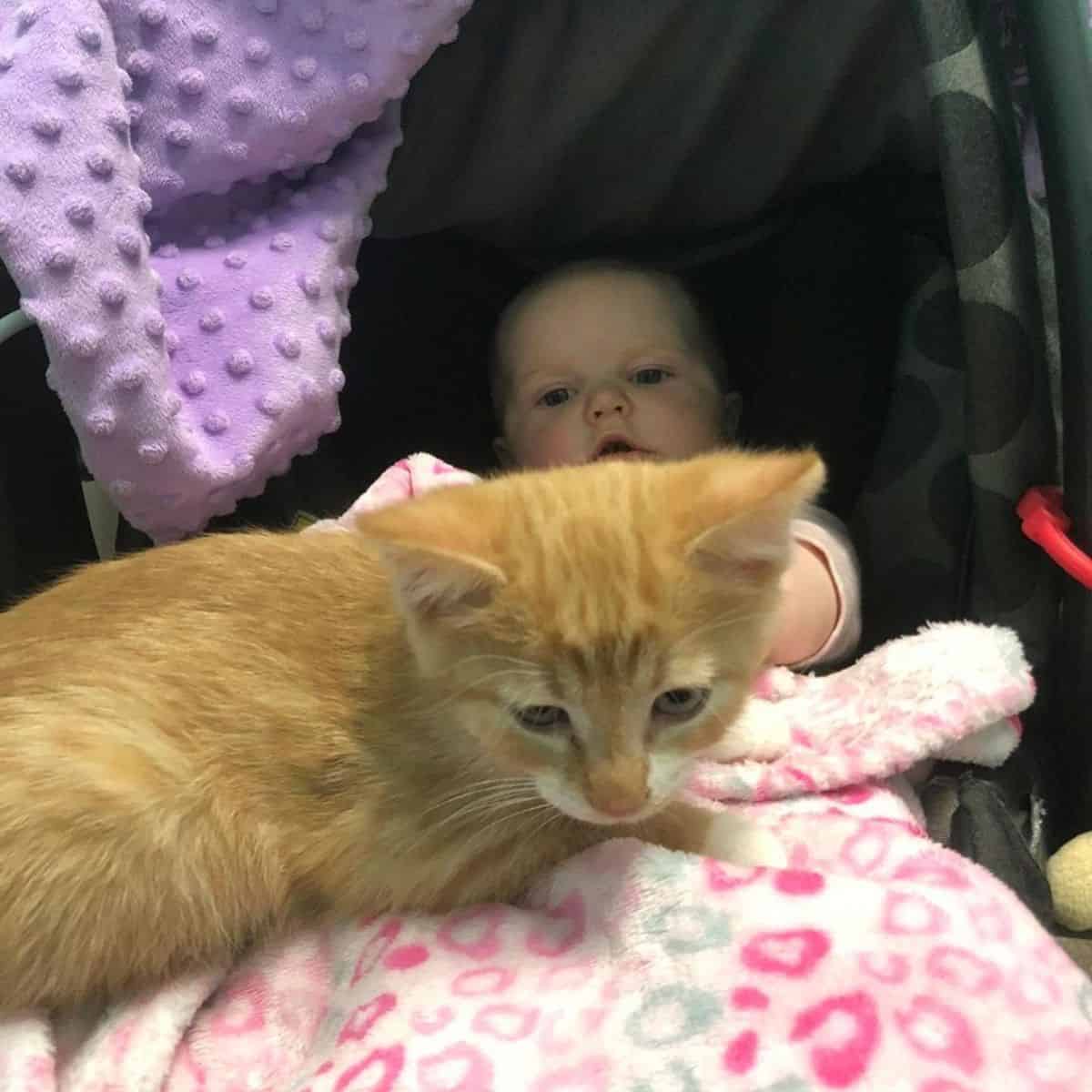 orange cat and baby