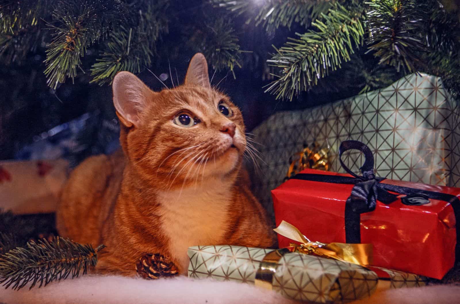 orange cat and presents