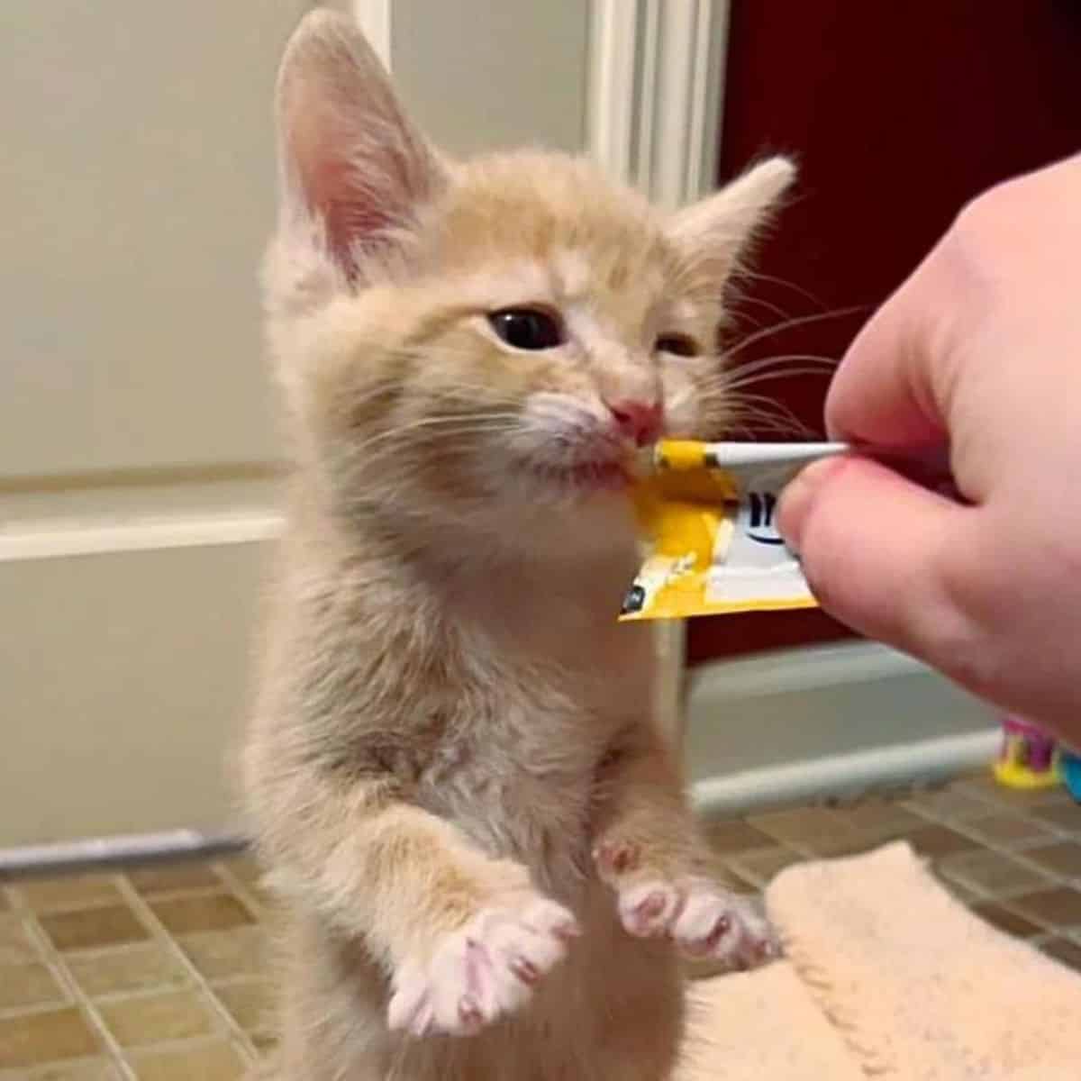 owner feeding little kitten