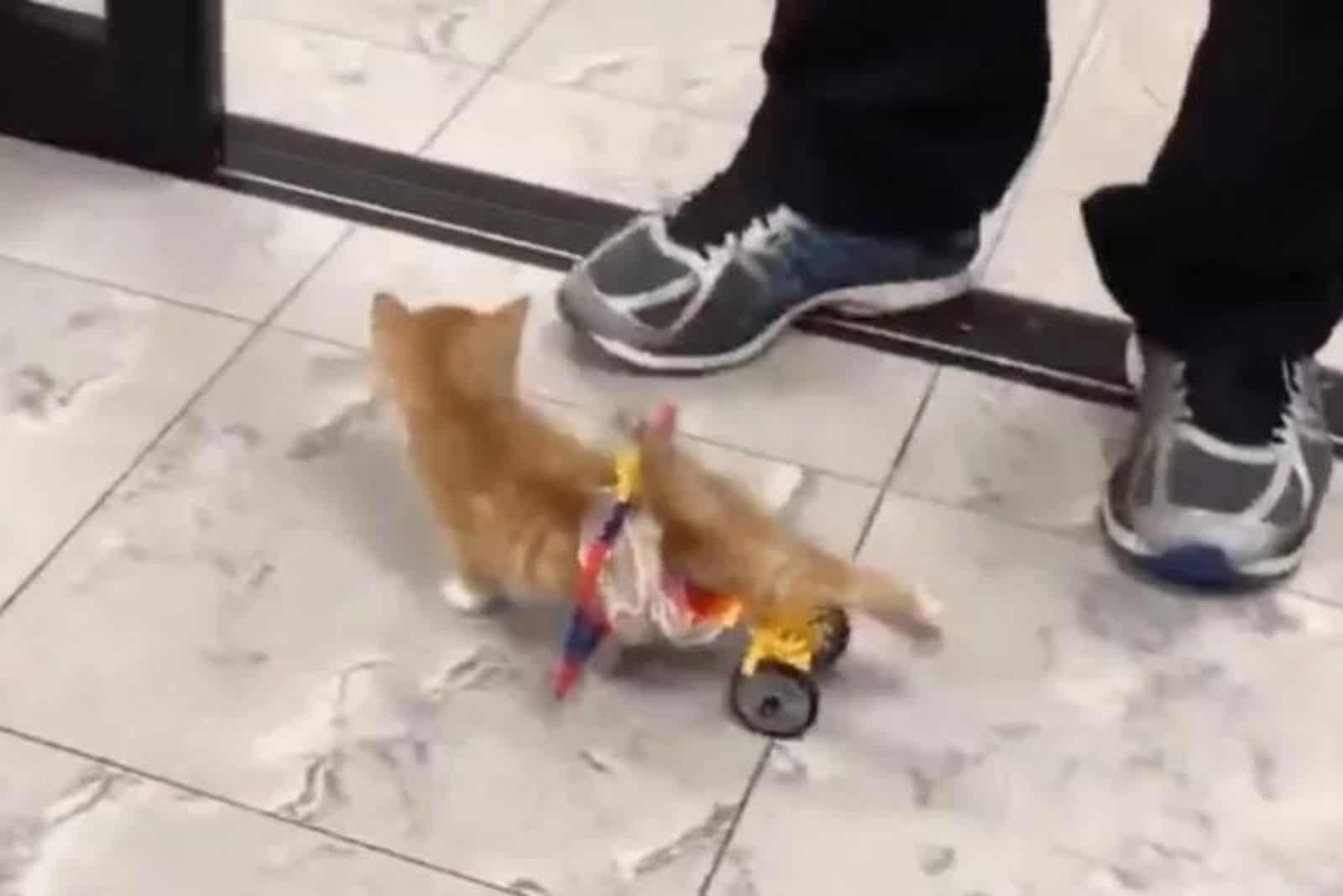 paralyzed kitten with wheels