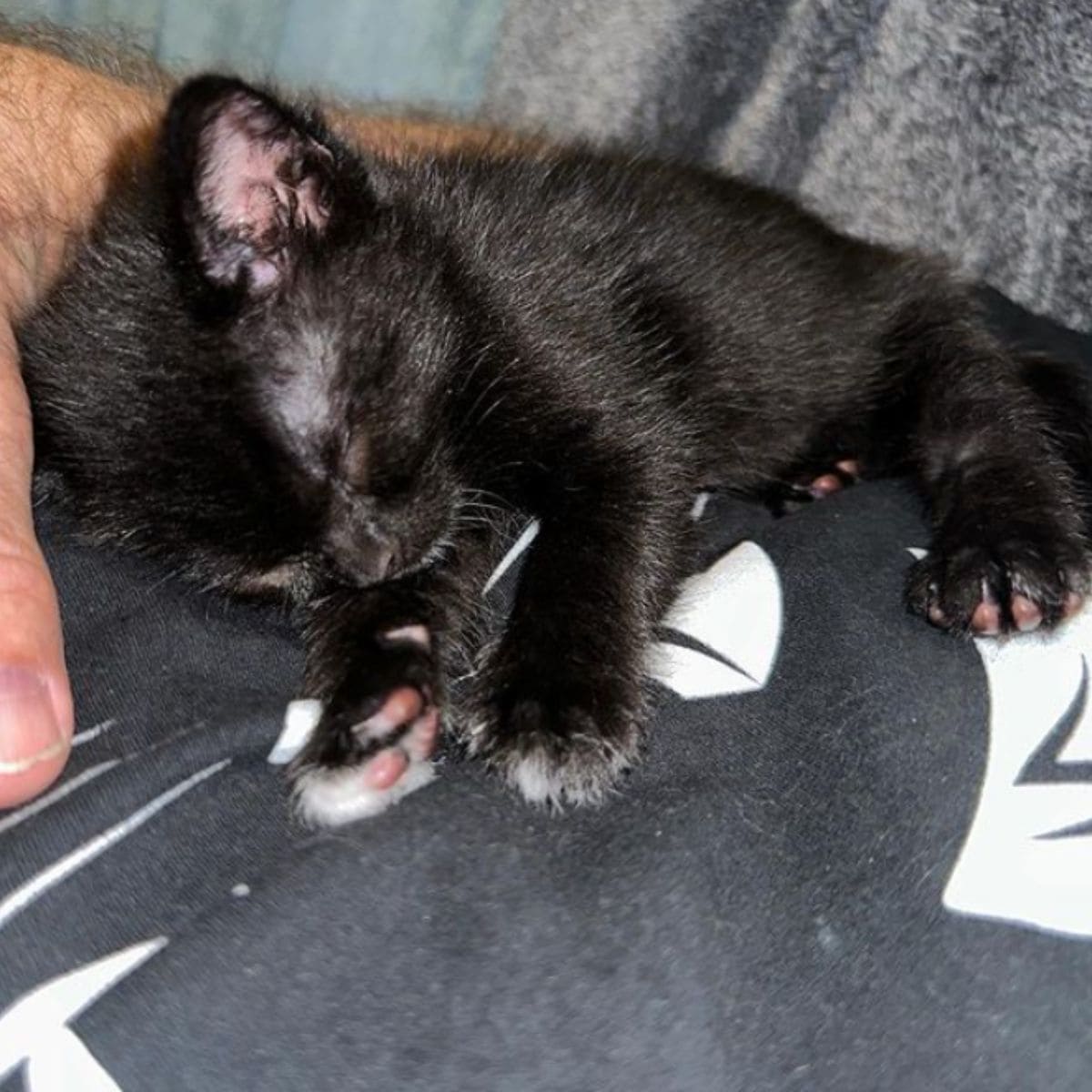 photo of black kitten