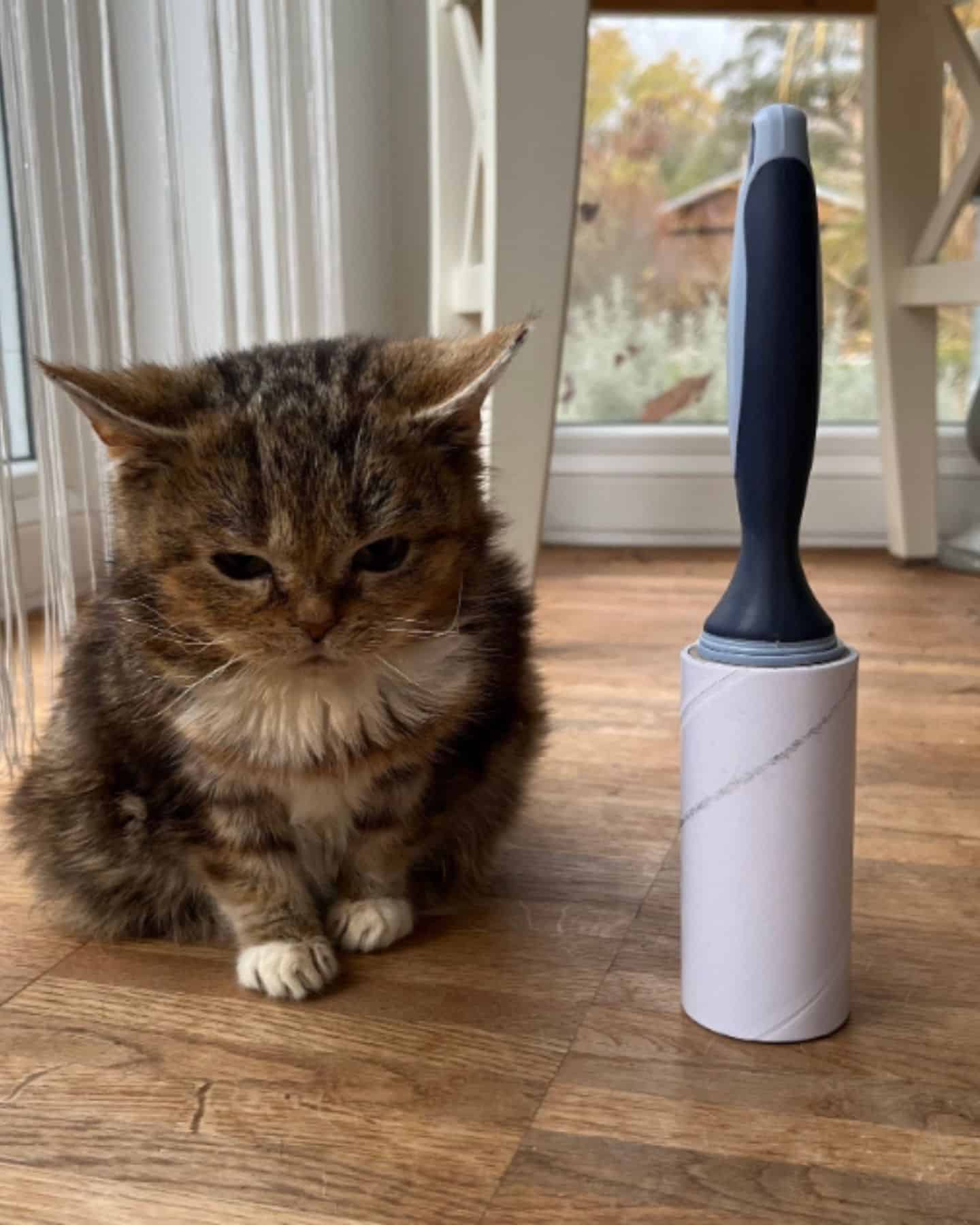photo of cat next to lint roller