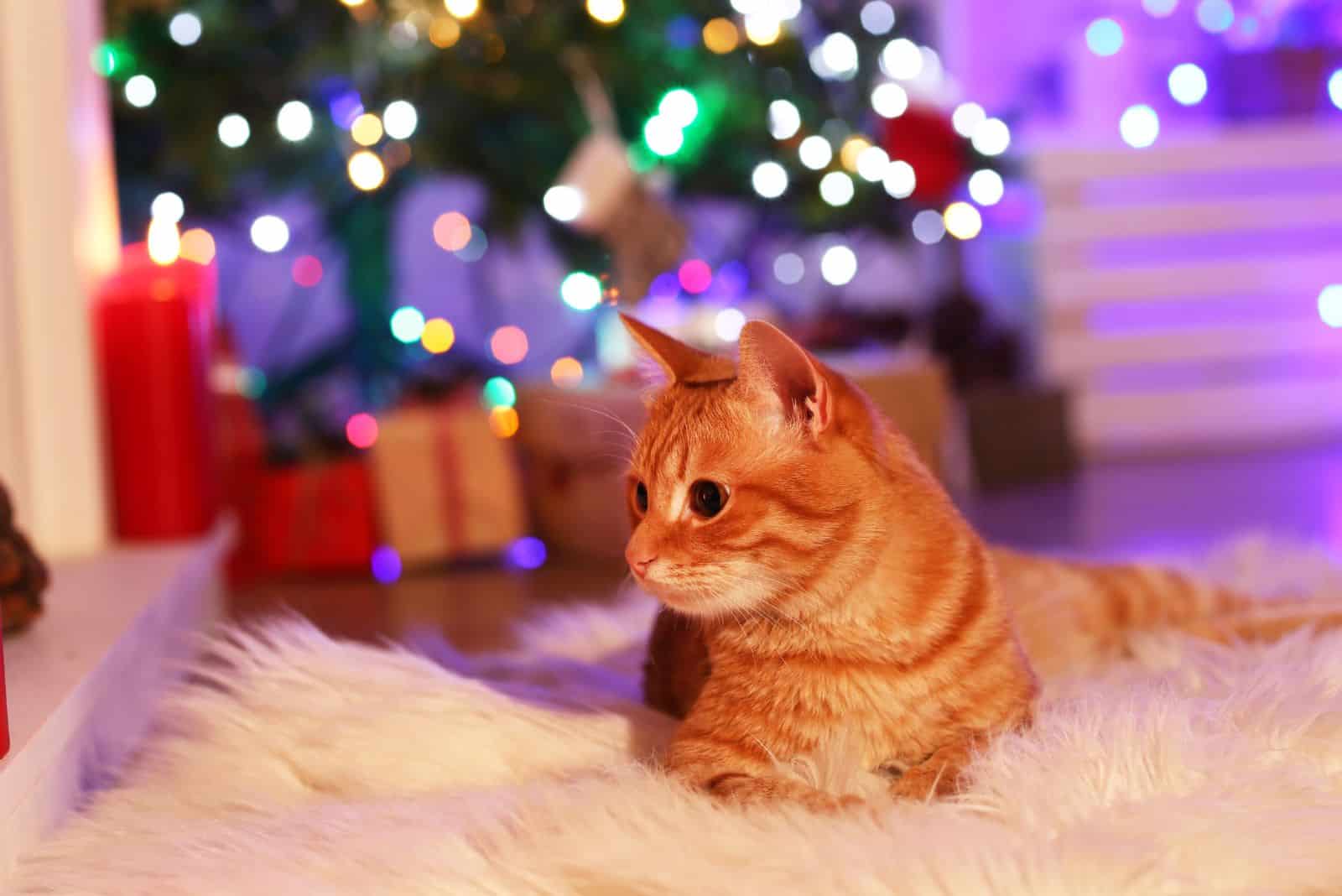 photo of cat with christmas tree in background