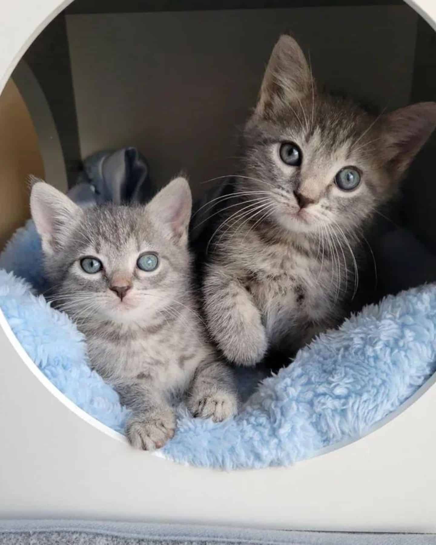 photo of rescued kittens
