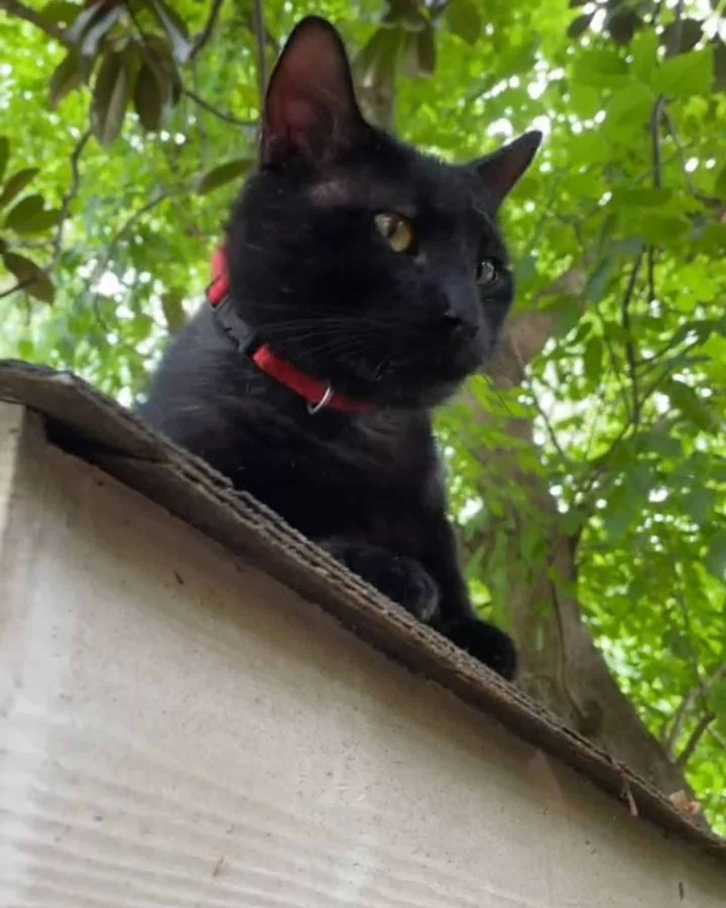 portrait of a black cat on a roof