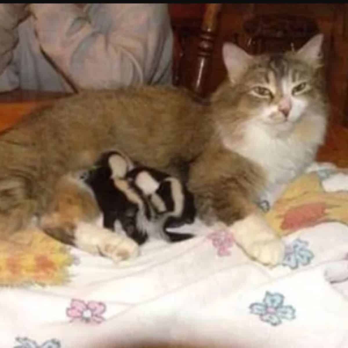 portrait of a cat nursing kittens