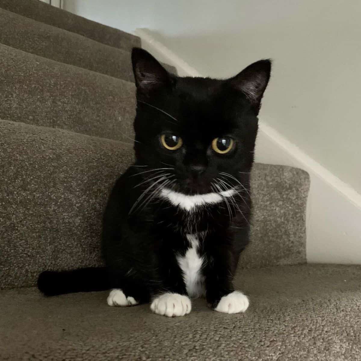 portrait of a dwarf cat on the stairs