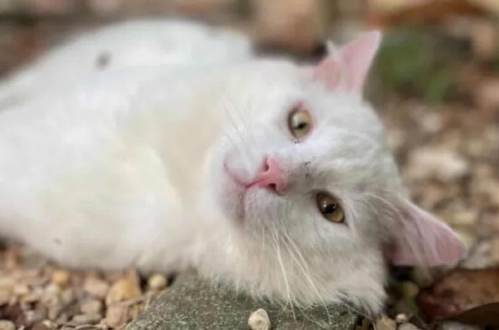 portrait of a white cat lying on a rock and posing in front of the camera