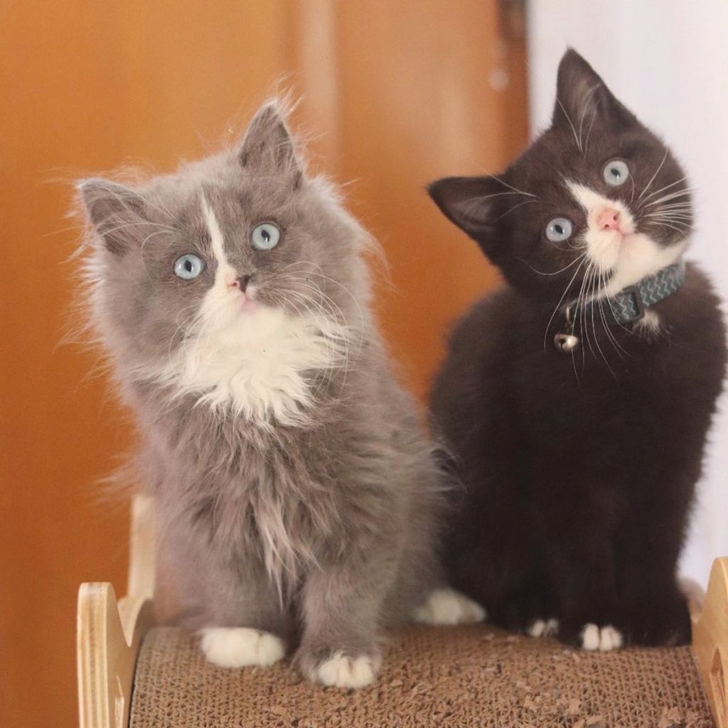 portrait of two cute cats posing on a scratching post