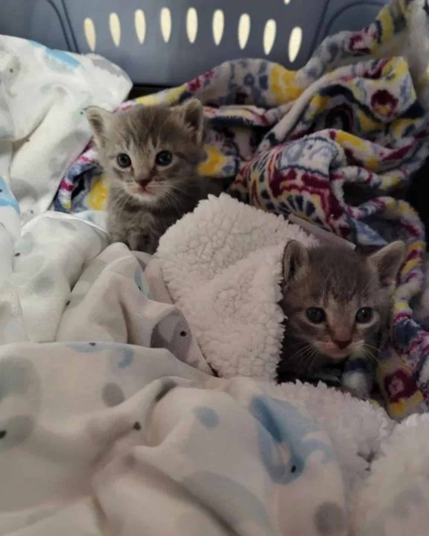 rescued kittens sitting on blankets