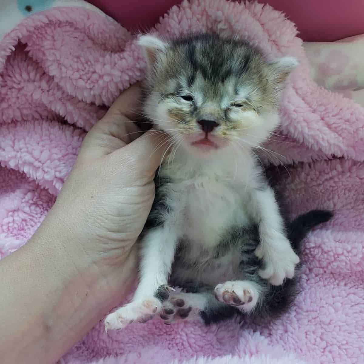 small kitten on a pink blanket