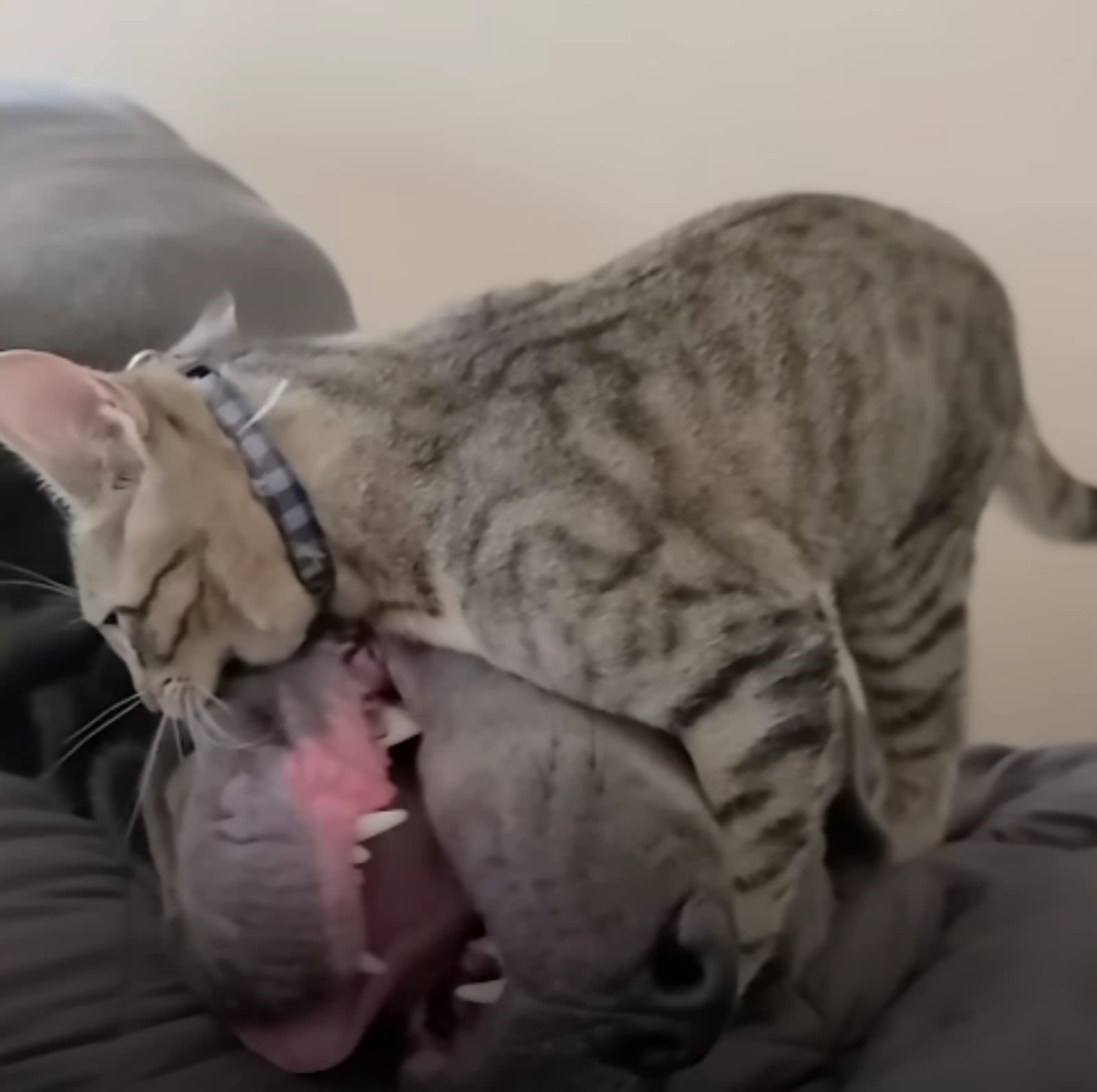 the cat bullies the dog brother