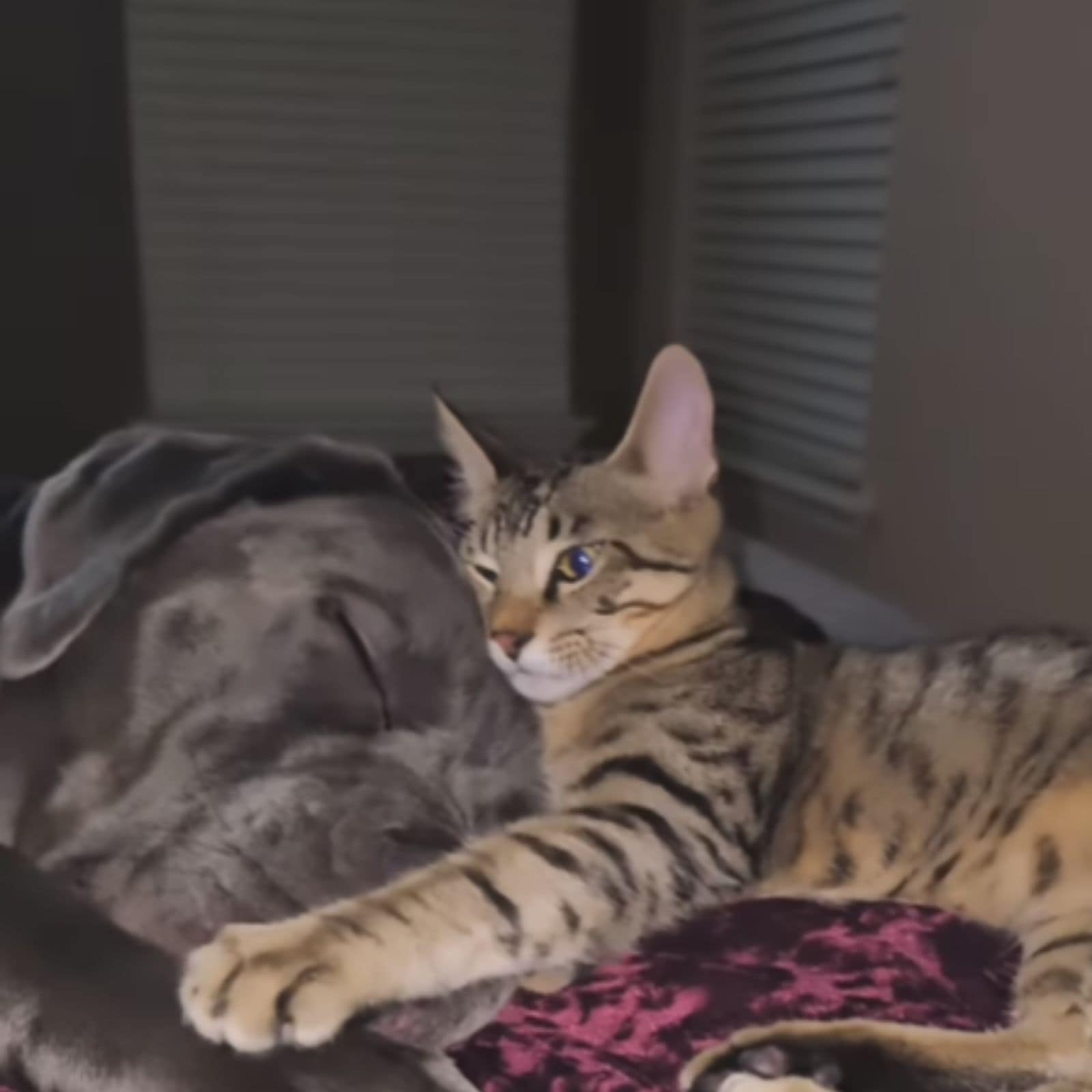 the cat hugged the head of the dog brother while he was sleeping