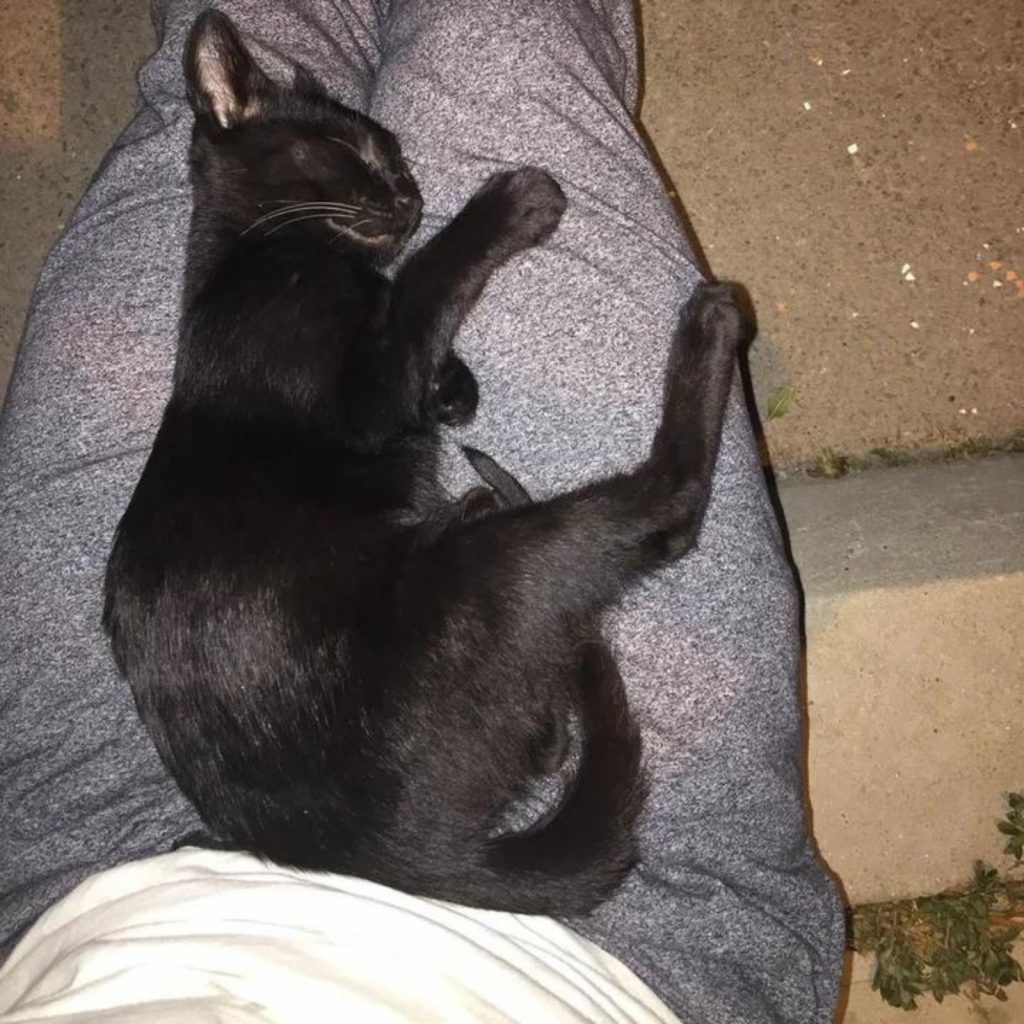 the cat sleeps on the lap