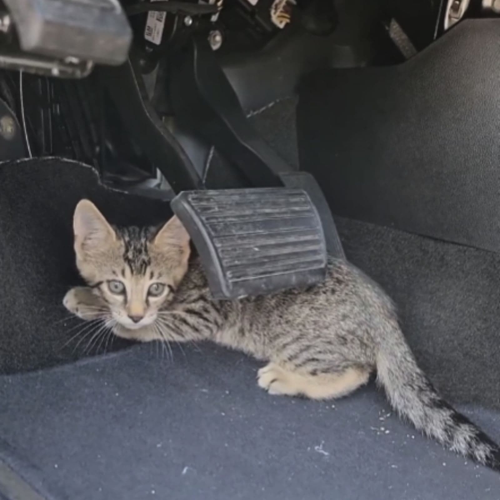 the kitten is hiding under the car brake