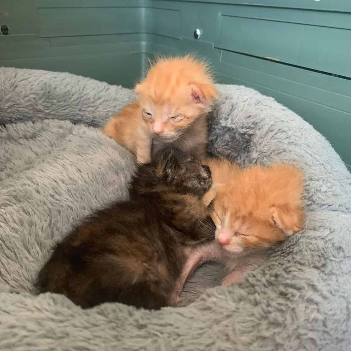 three kittens lying together