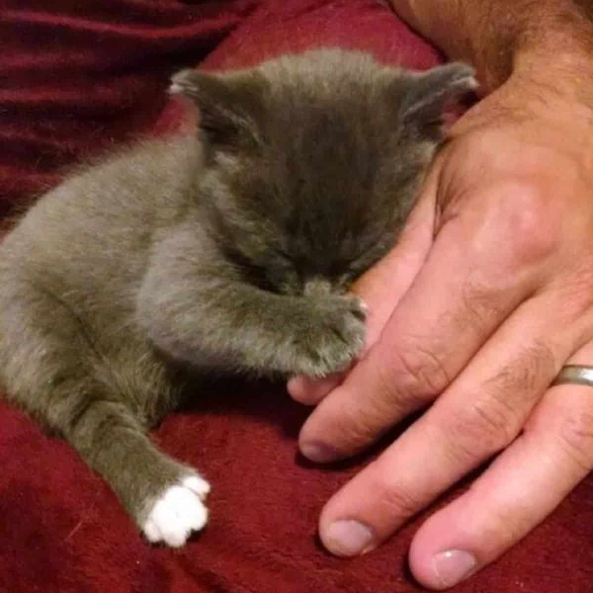 tiny kitten biting human finger