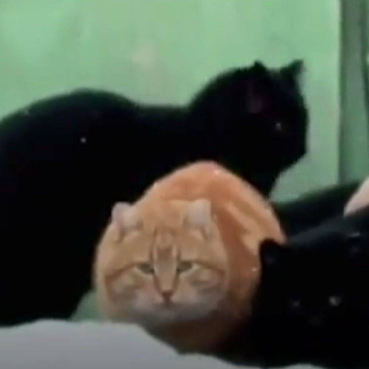 two black cats and one yellow cat