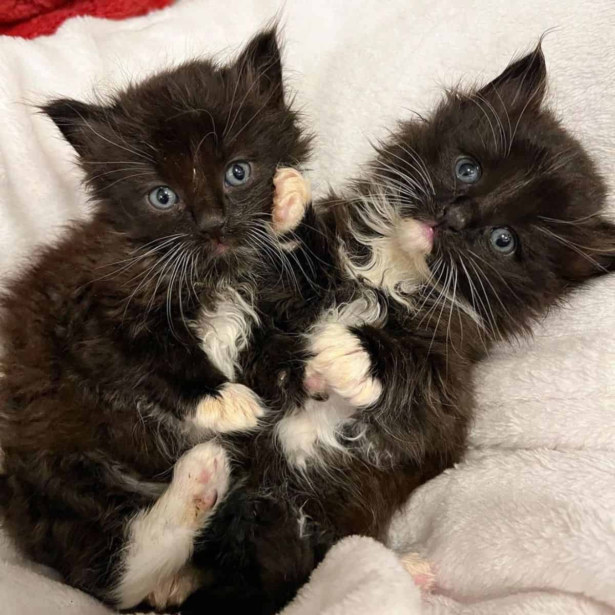 two black kittens lie next to each other