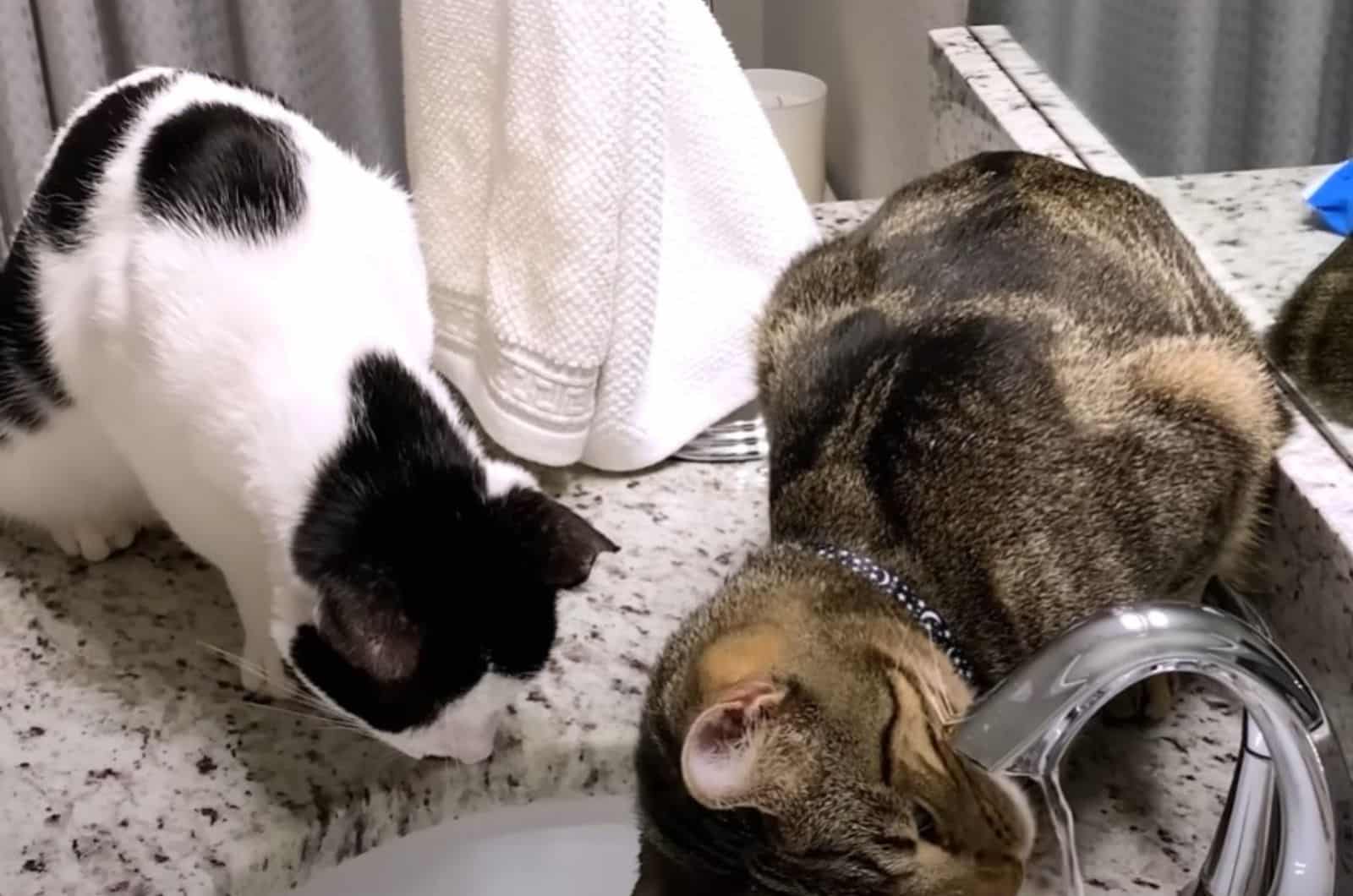 two cats at the sink are drinking water from the fountain