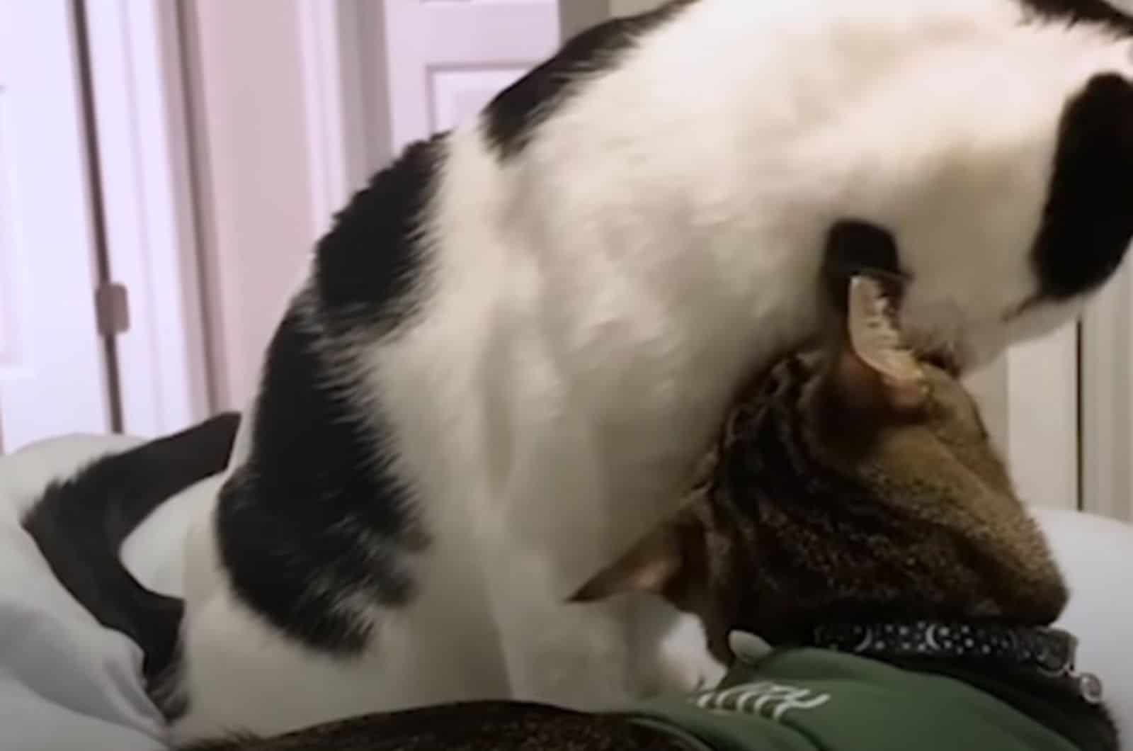 two cats exchange caresses