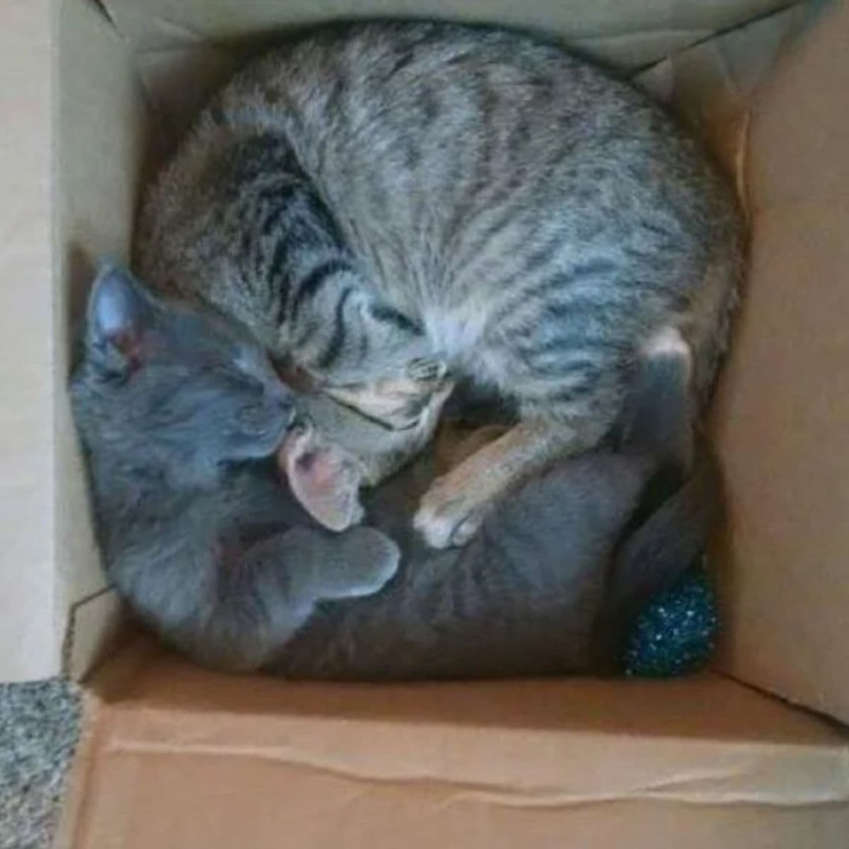 two cats in the box