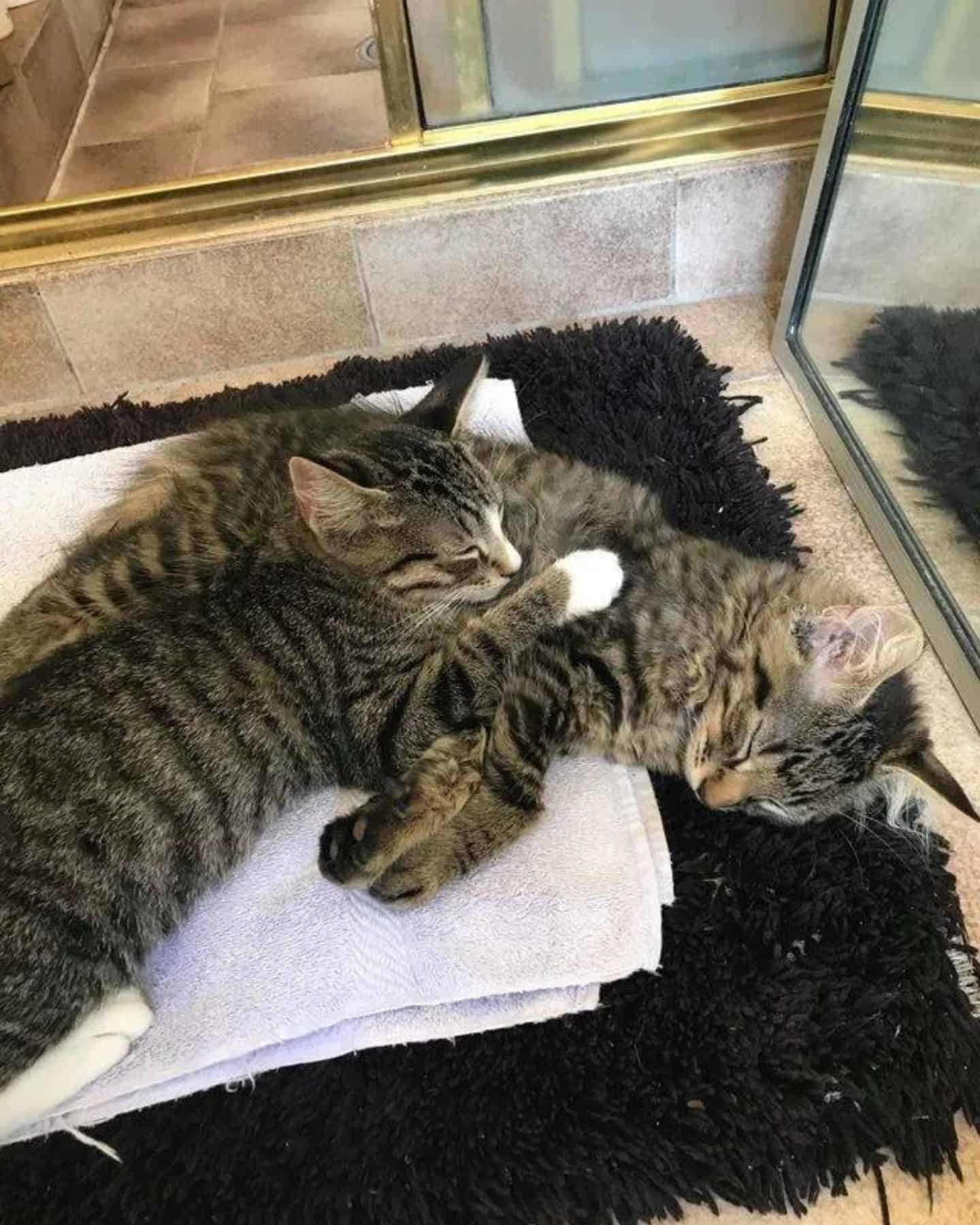 two cats lying on shower mat