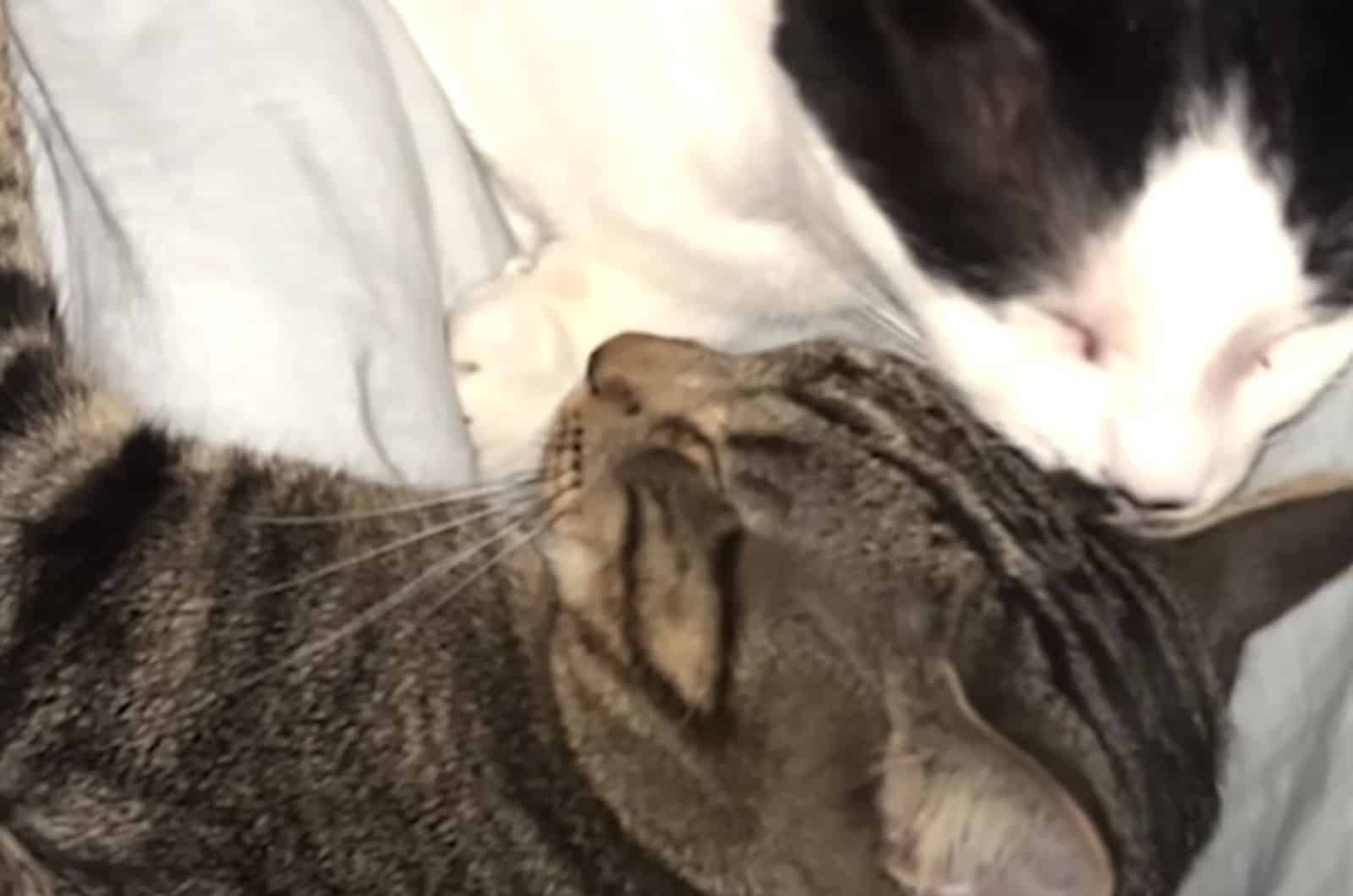 two cats sleep next to each other