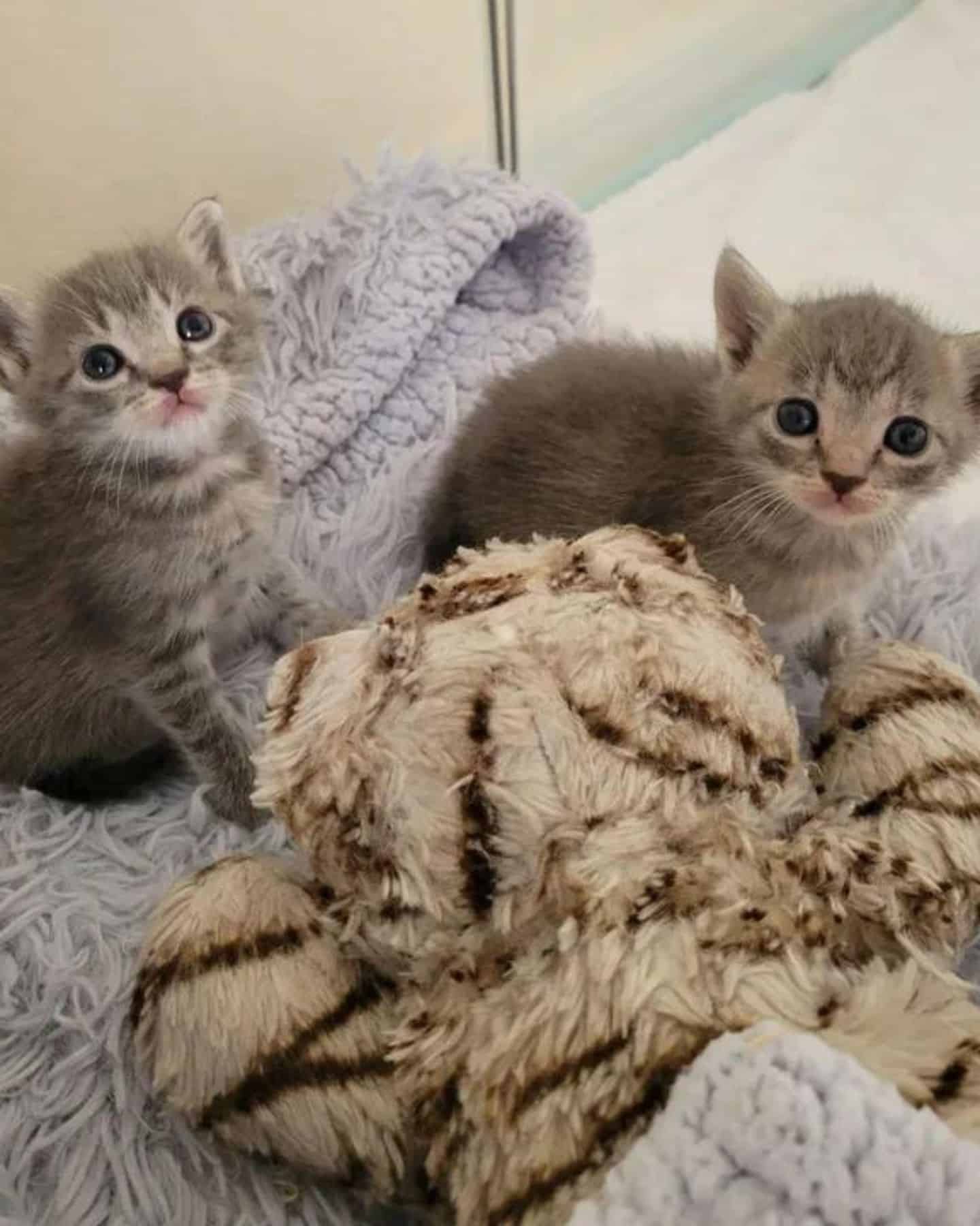 two gray kittens on a blanket