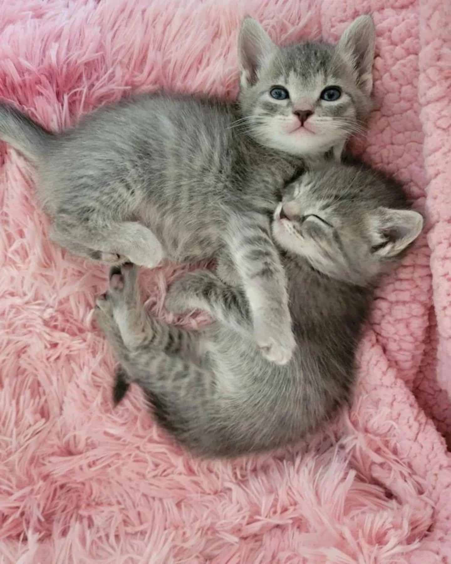 two kittens lying on pink cover