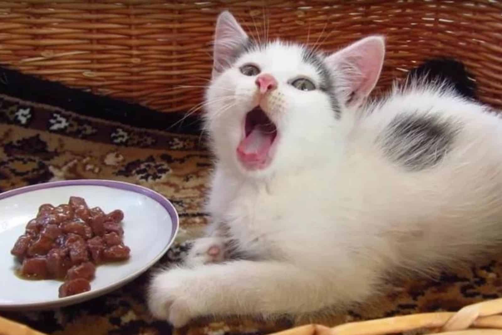 white kitten and cat food
