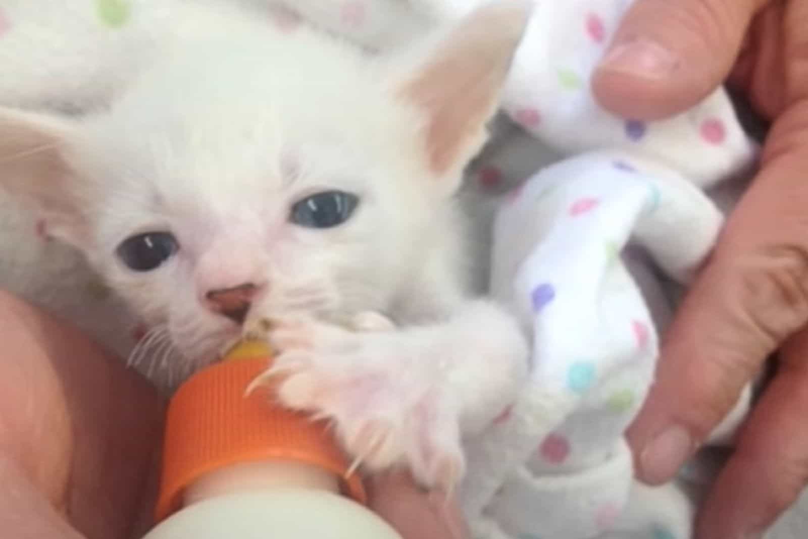 white pretzel disabled kitten