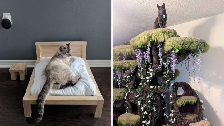 20 Pictures Of Spoiled Cats Living Their Best Feline Lives