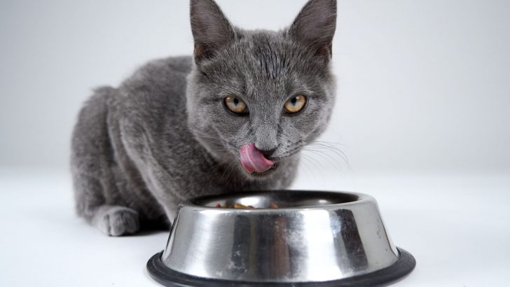 5 Cat Food Brands You Should Avoid And Why