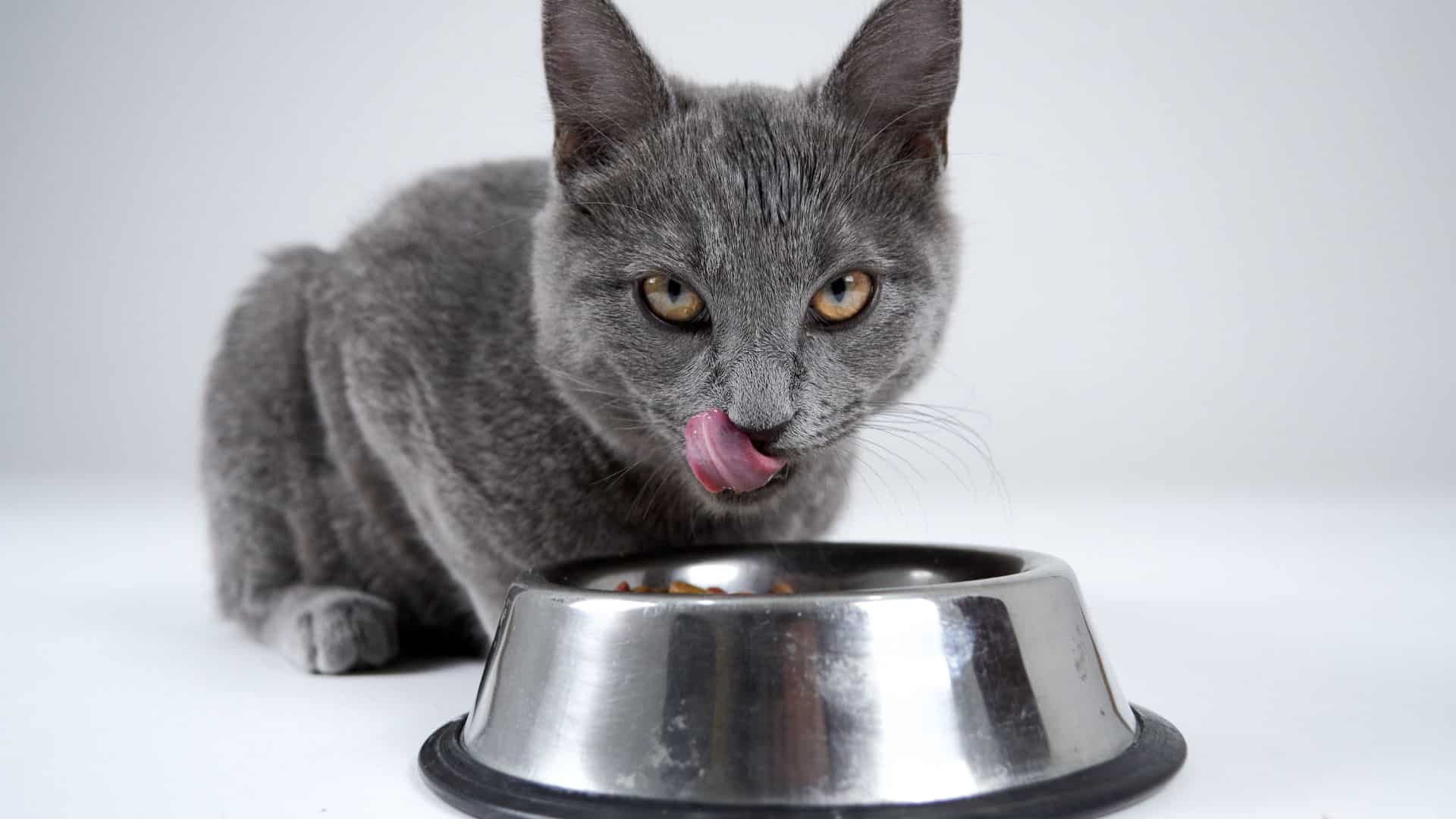 gray cat and bowl of food