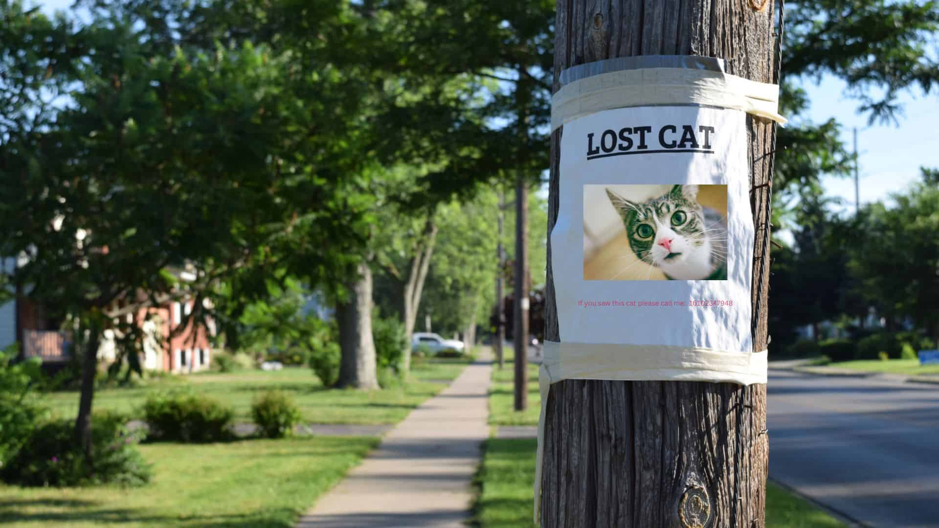 poster of missing cat