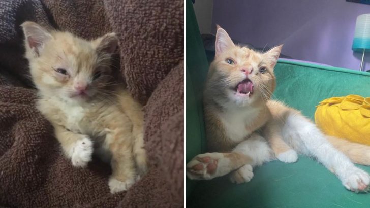 Kitten Born With An Adorable Smushed Face Gets A Second Chance At Life When She Meets Her Human