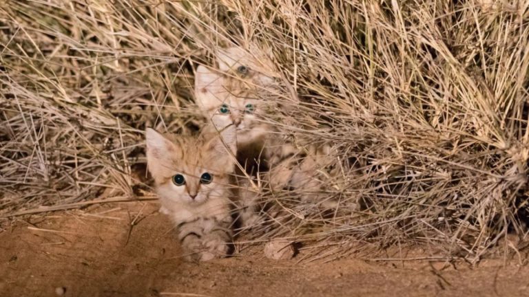 sand cats in wild