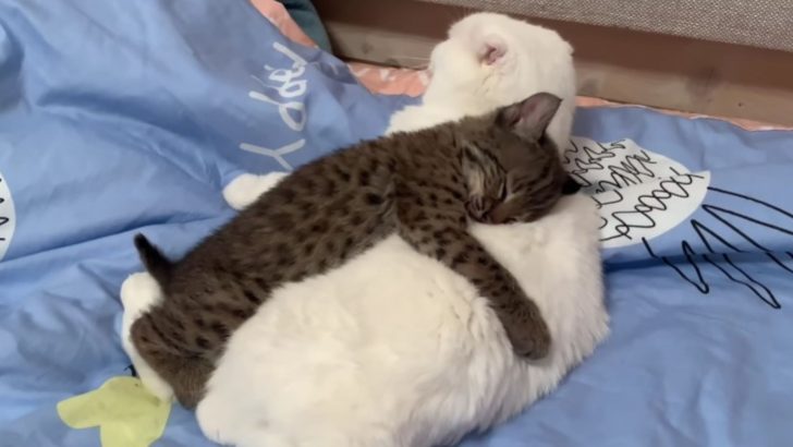 Adorable Baby Lynx Melts Hearts Online Cuddling A Full-Grown Housecat